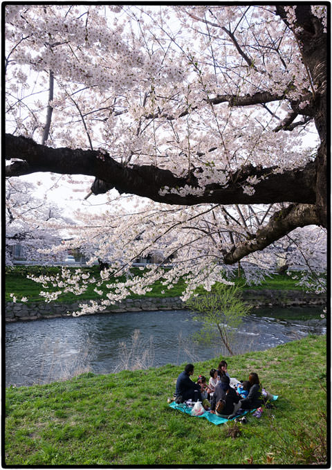 太平川桜並木
