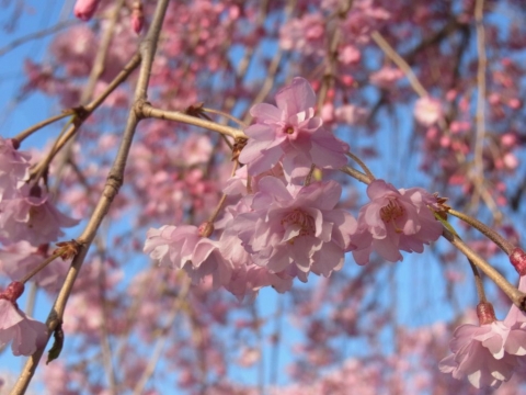 桜の写真その1　リコーCX5