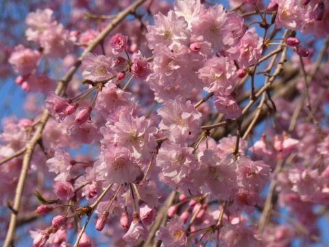 桜の写真その2　リコーCX5