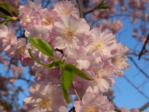 桜の写真その3　リコーCX5