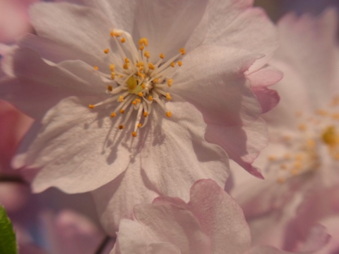桜の写真その4　リコーCX5