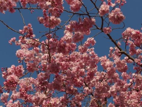 桜の写真その1　オリンパスXZ-2
