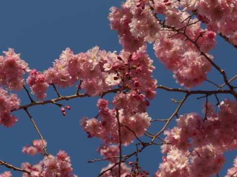 桜の写真その2　オリンパスXZ-2