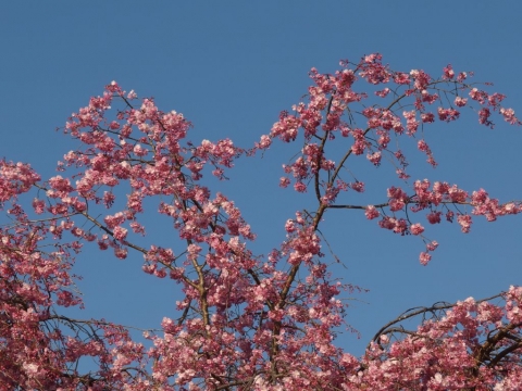 桜の写真その3　オリンパスXZ-2