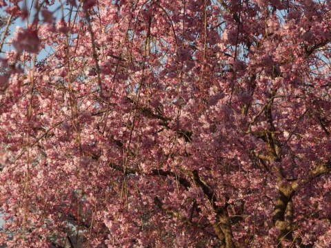 桜の写真その4　オリンパスXZ-2