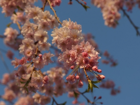 桜の写真その5　オリンパスXZ-2