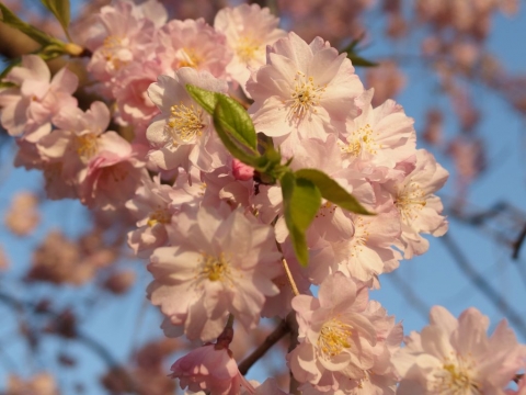 桜の写真その6　オリンパスXZ-2
