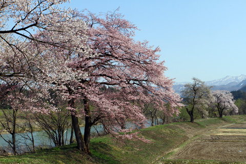 湯沢市　桜