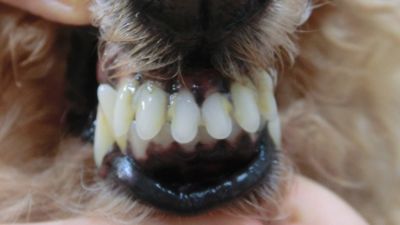 犬の無麻酔歯石除去