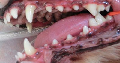 犬の歯石除去４