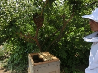蜂群の下に新しい巣箱準備