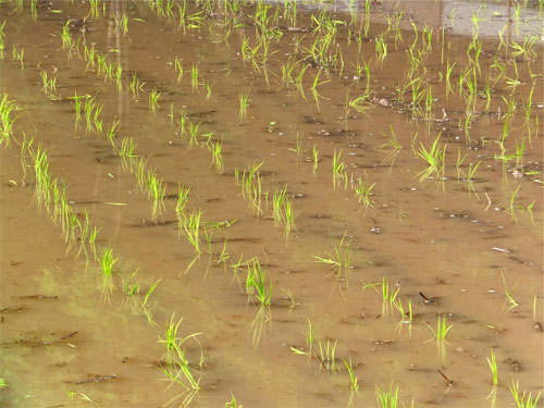 田植え直後の稲