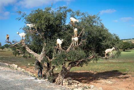 ヤギはおだてなくても木に登る