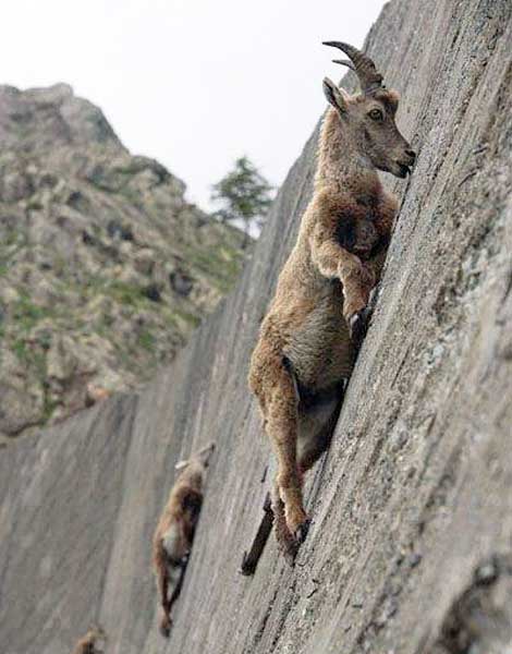 ヤギの登攀能力は半端ない！