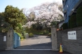 正門の桜