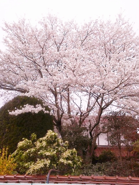 満開の桜 (450x600)