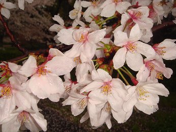 清州城桜