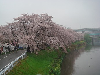 清州城桜