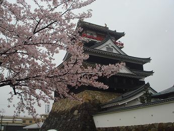 清州城と桜