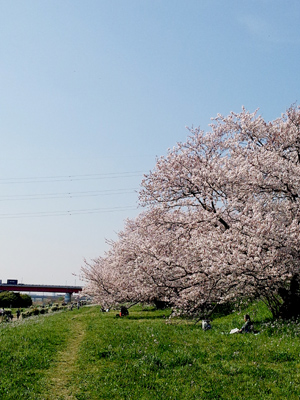 150402_sakura01.jpg