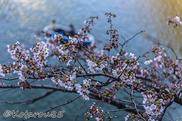 千鳥ヶ淵の桜2 20150331