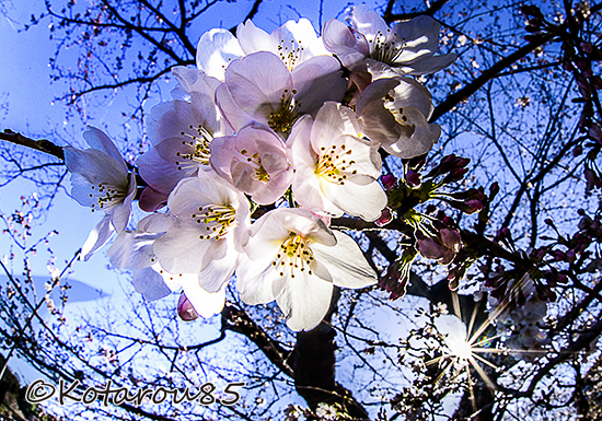 千鳥ヶ淵の桜3 20150331