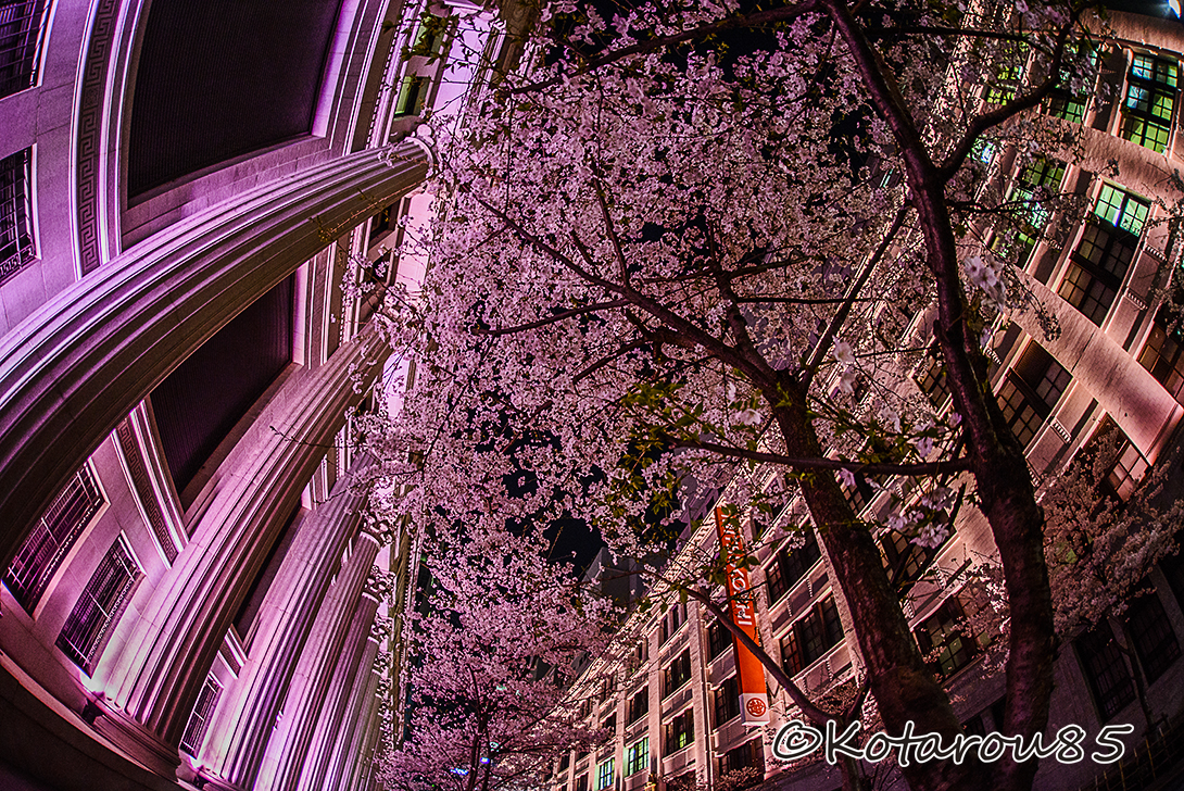 日本橋の三井本館　桜色ライトアップ２