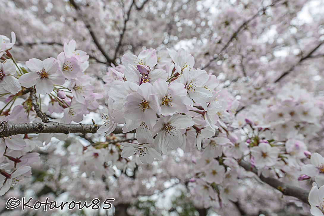 曇り空の桜 20150402