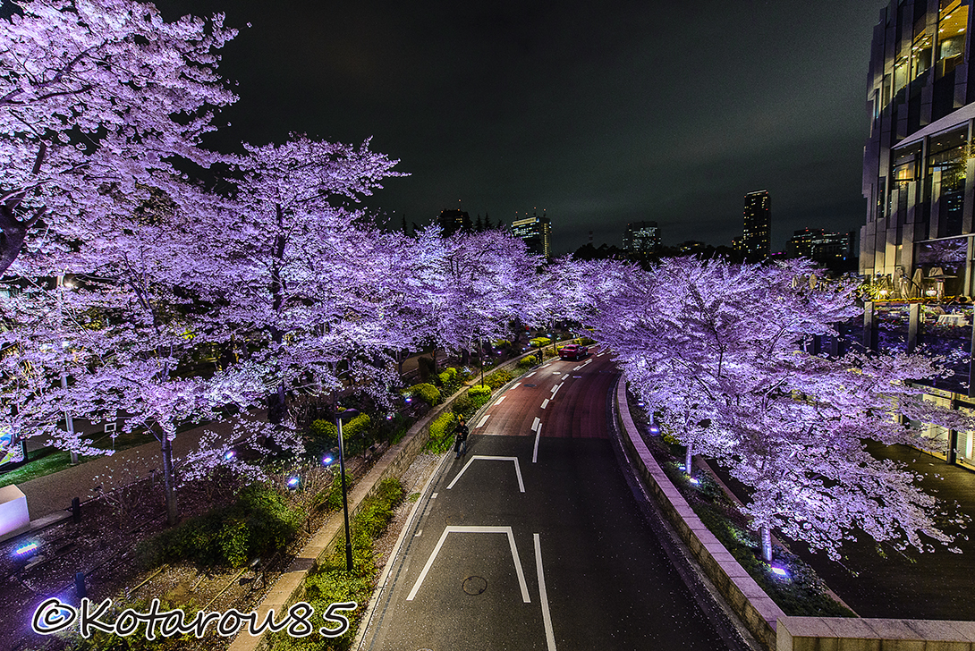 六本木の桜ライトアップ 20150403