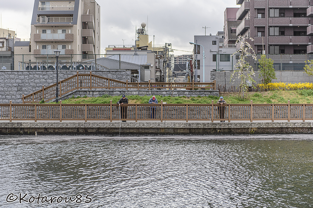 小名木川で釣り三昧 20150404