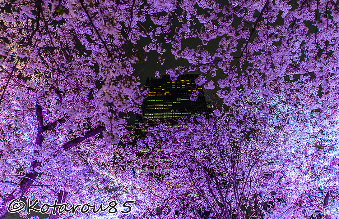 桜 20150404