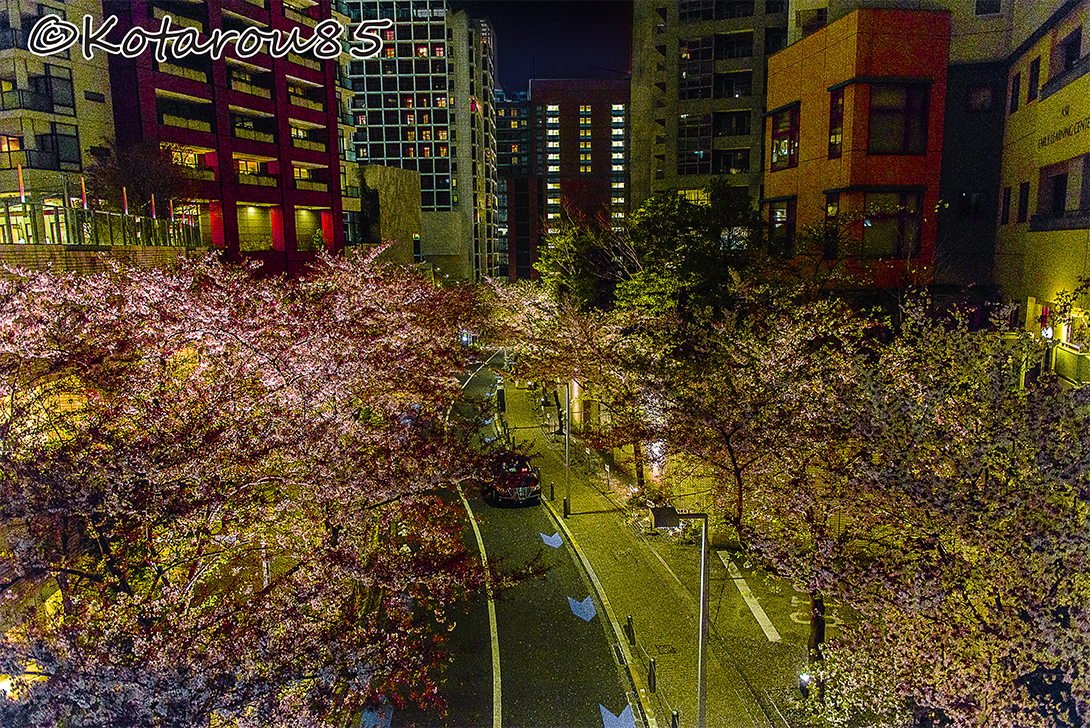 桜（2） 20150408