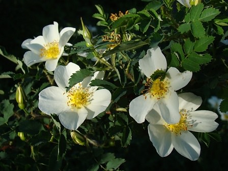 ローズヒップの白い花