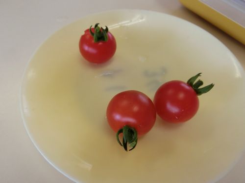 トマト収穫1