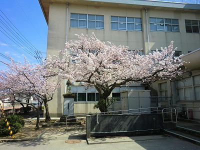 浜小学校の桜