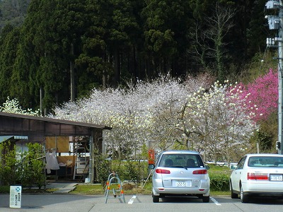 桜とピンクの花