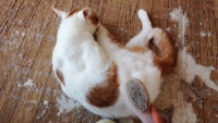 東京キャットガーディアン大塚シェルターの猫
