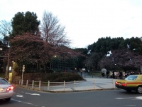 上野公園の大寒桜（2015年3月6日）