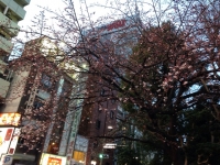 上野公園の大寒桜（2015年3月6日）