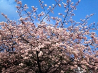 上野公園の大寒桜（2015年3月13日）
