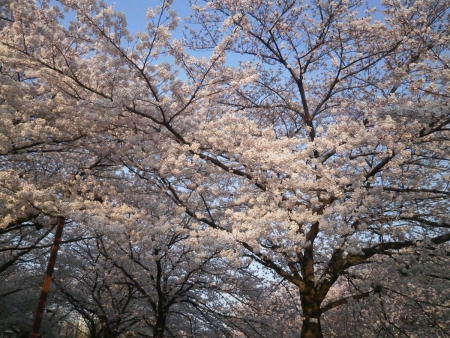 桜2015033101