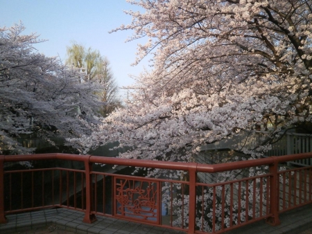 桜2015033102
