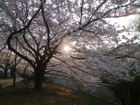 桜2015033103