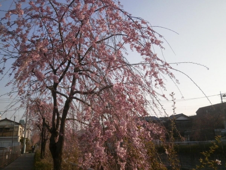 桜2015033107