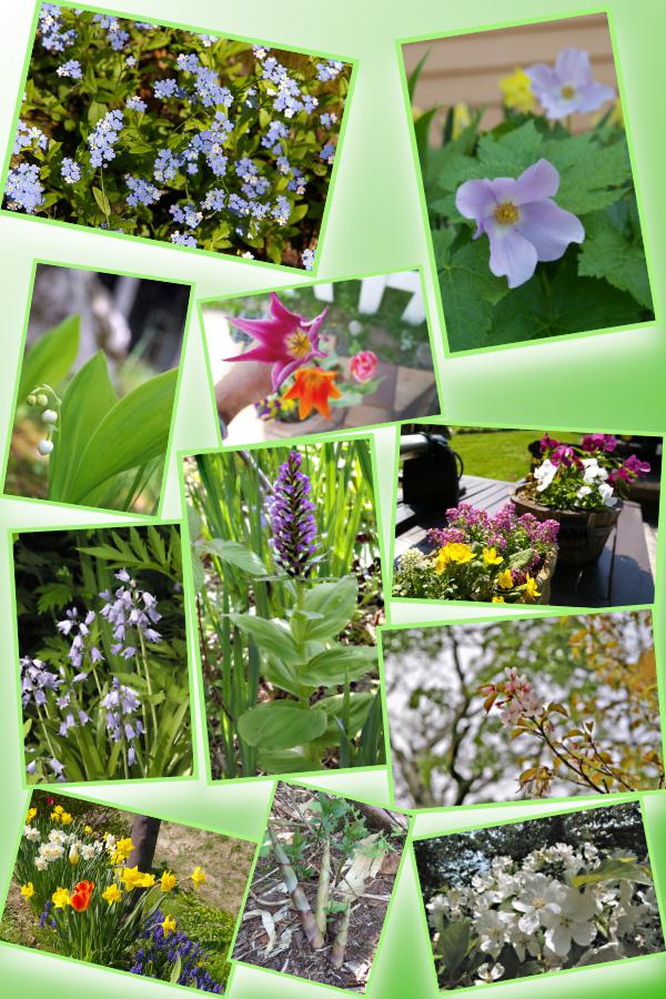 spring_garden.jpg