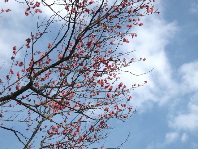 1紅梅_7332