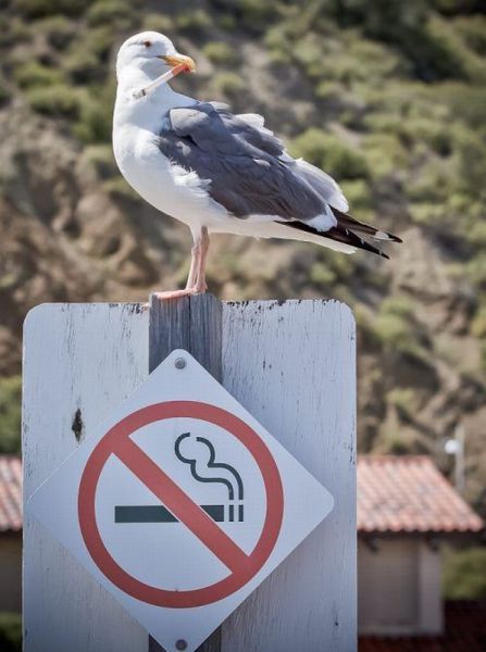 禁煙の場所でタバコを吸う鳥