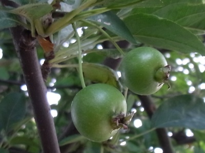 R0013981ヒメリンゴの緑の実_400
