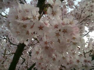 渡場の桜
