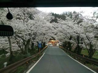 坂戸橋の桜が
